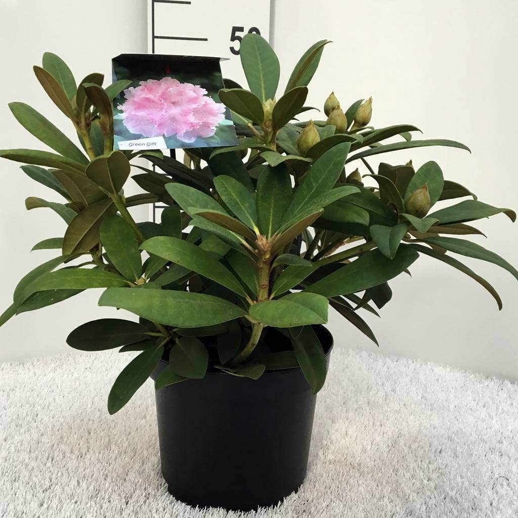  Rhododendron (Rhododendron 'Doc')