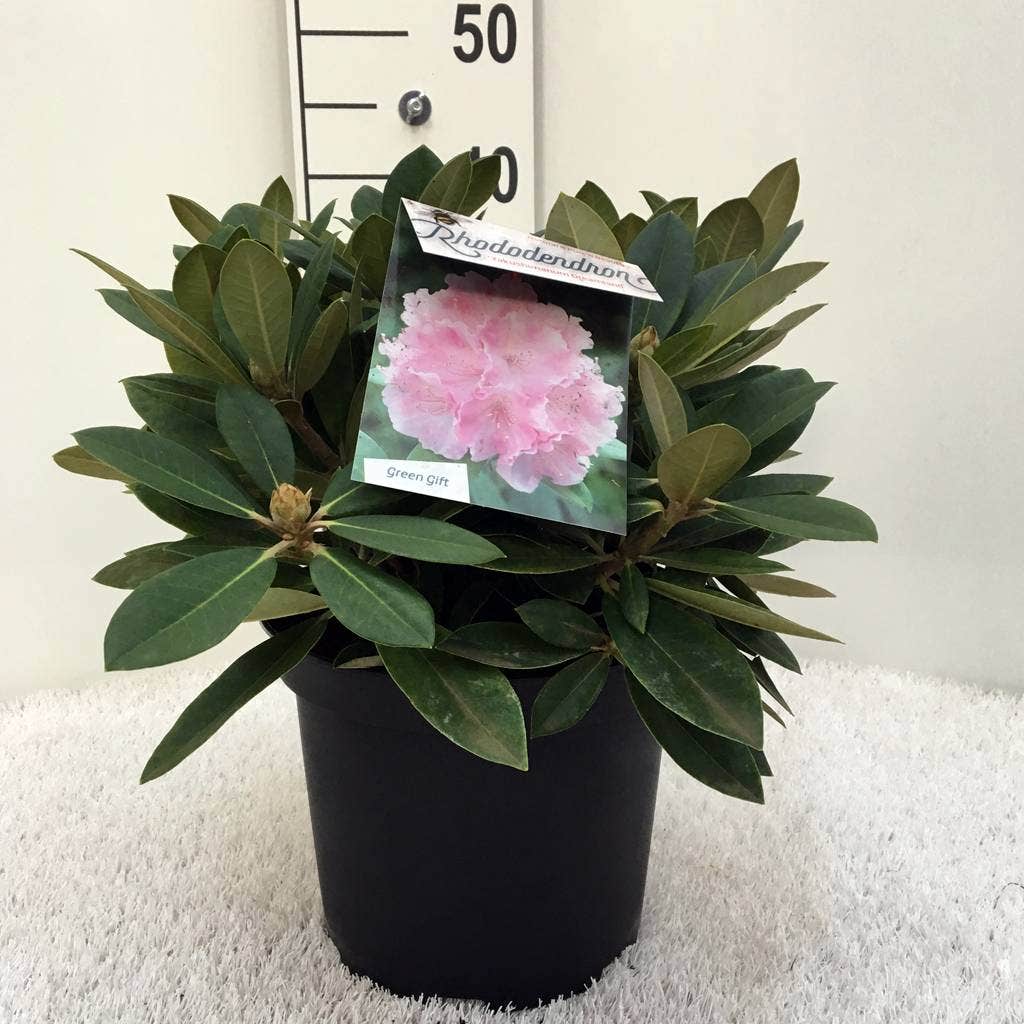  Dwergrhododendron (Rhododendron 'Dreamland')