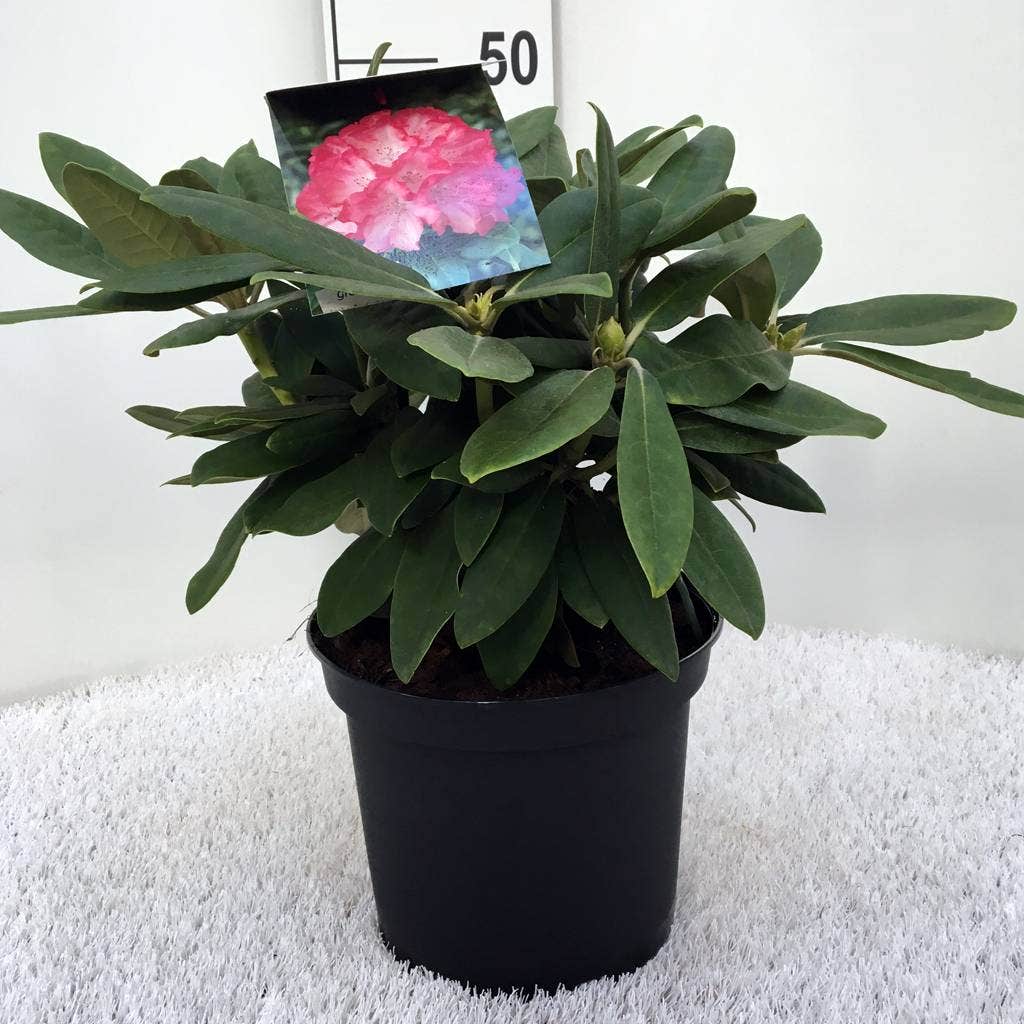  Dwergrhododendron (Rhododendron 'Fantastica')