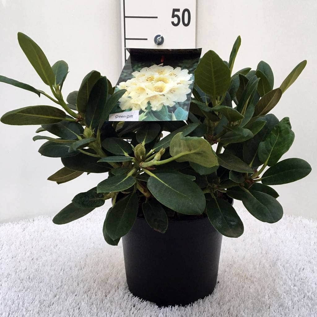  Rhododendron (Rhododendron 'Flava')