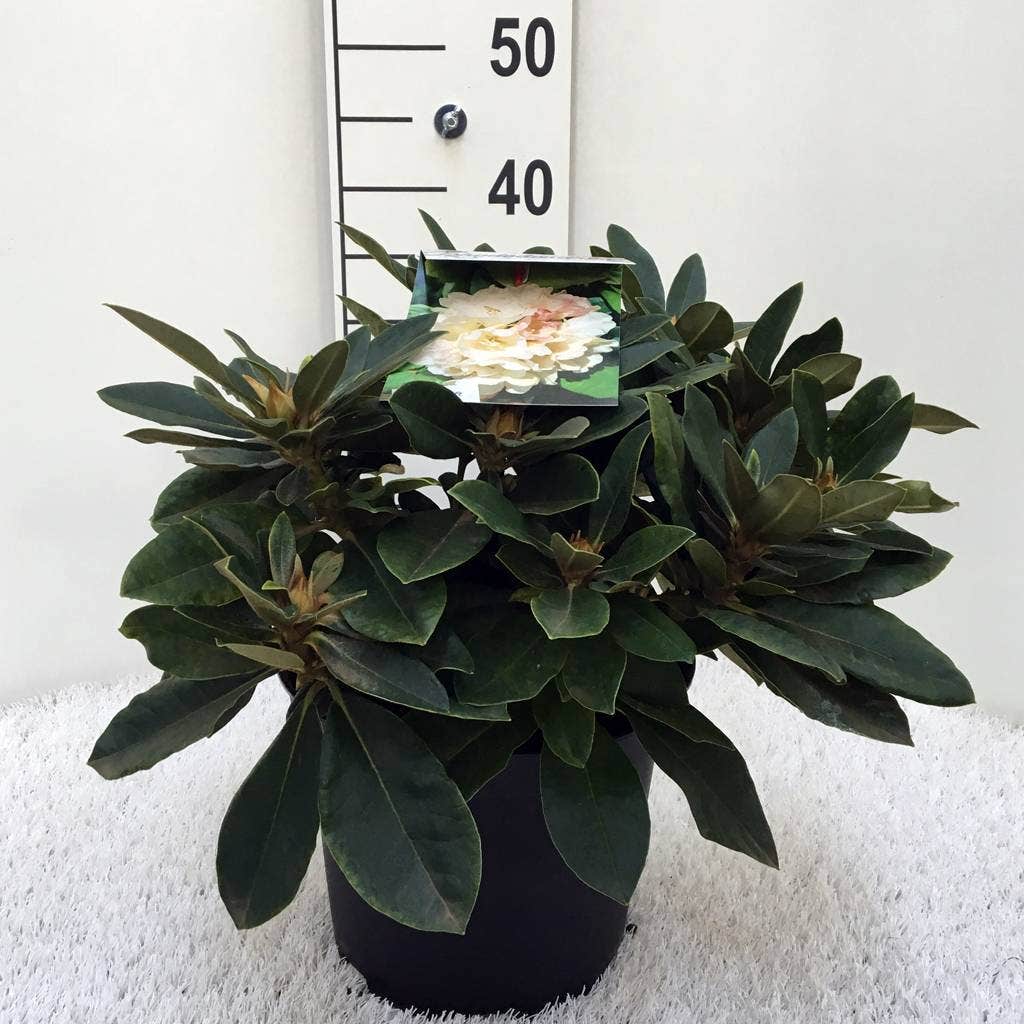  Dwergrhododendron (Rhododendron 'Golden Torch')