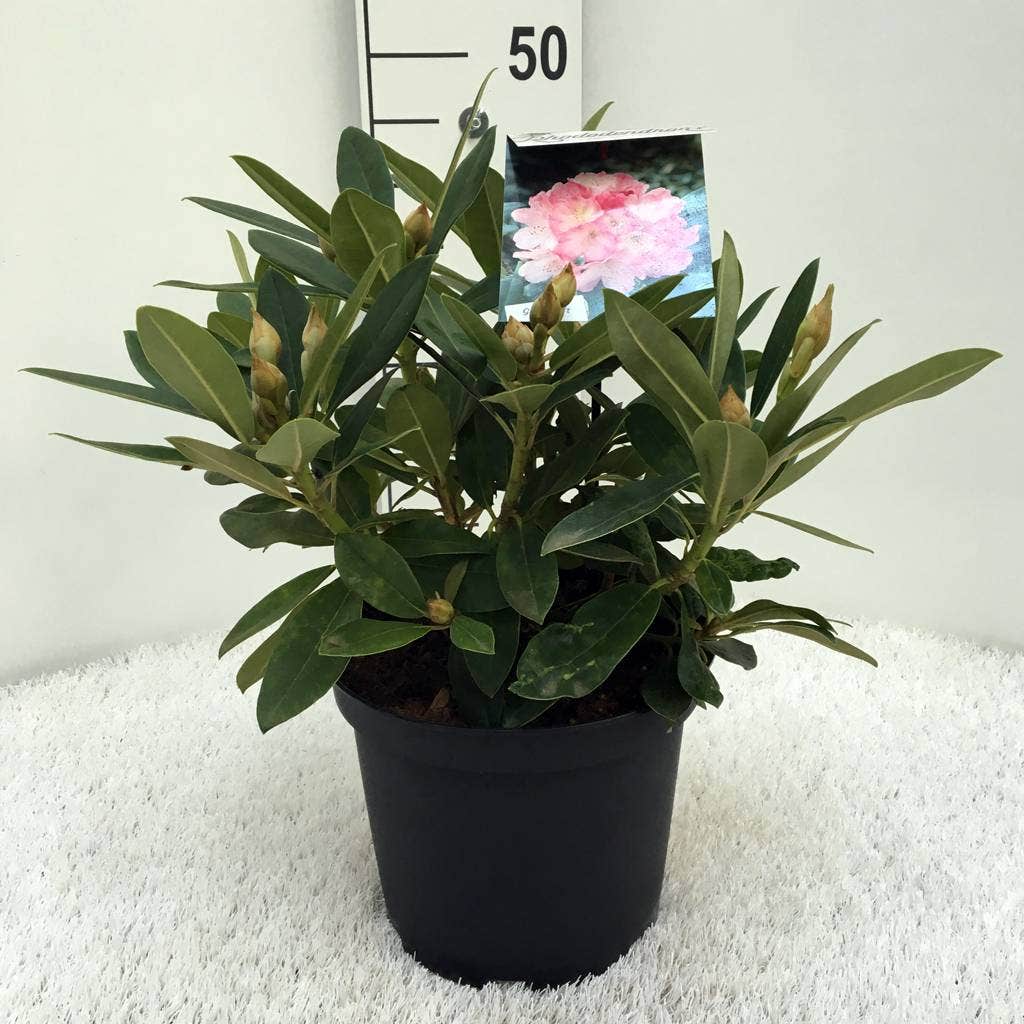  Rhododendron (Rhododendron 'Percy Wiseman')
