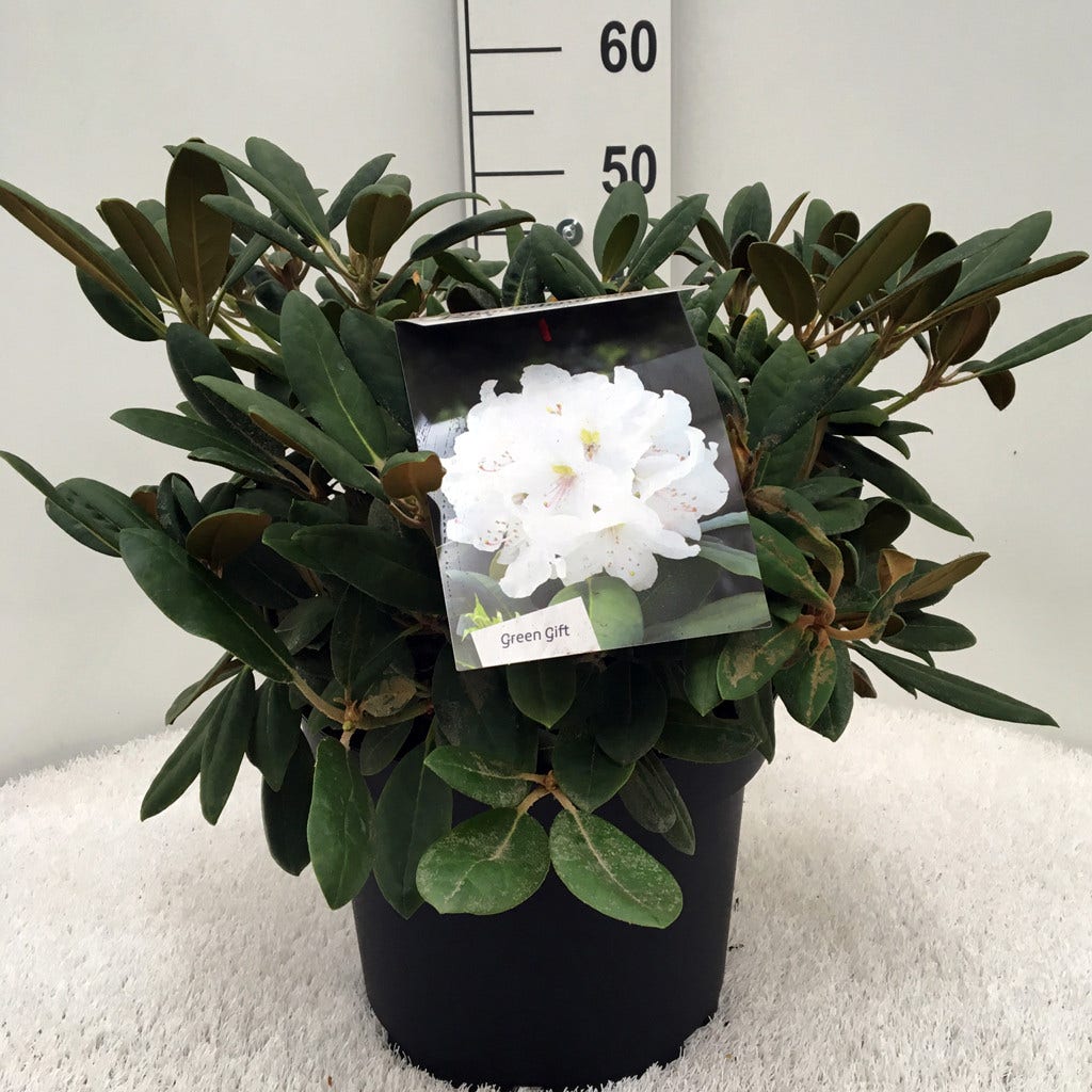  Dwergrhododendron (Rhododendron 'Porzellan')