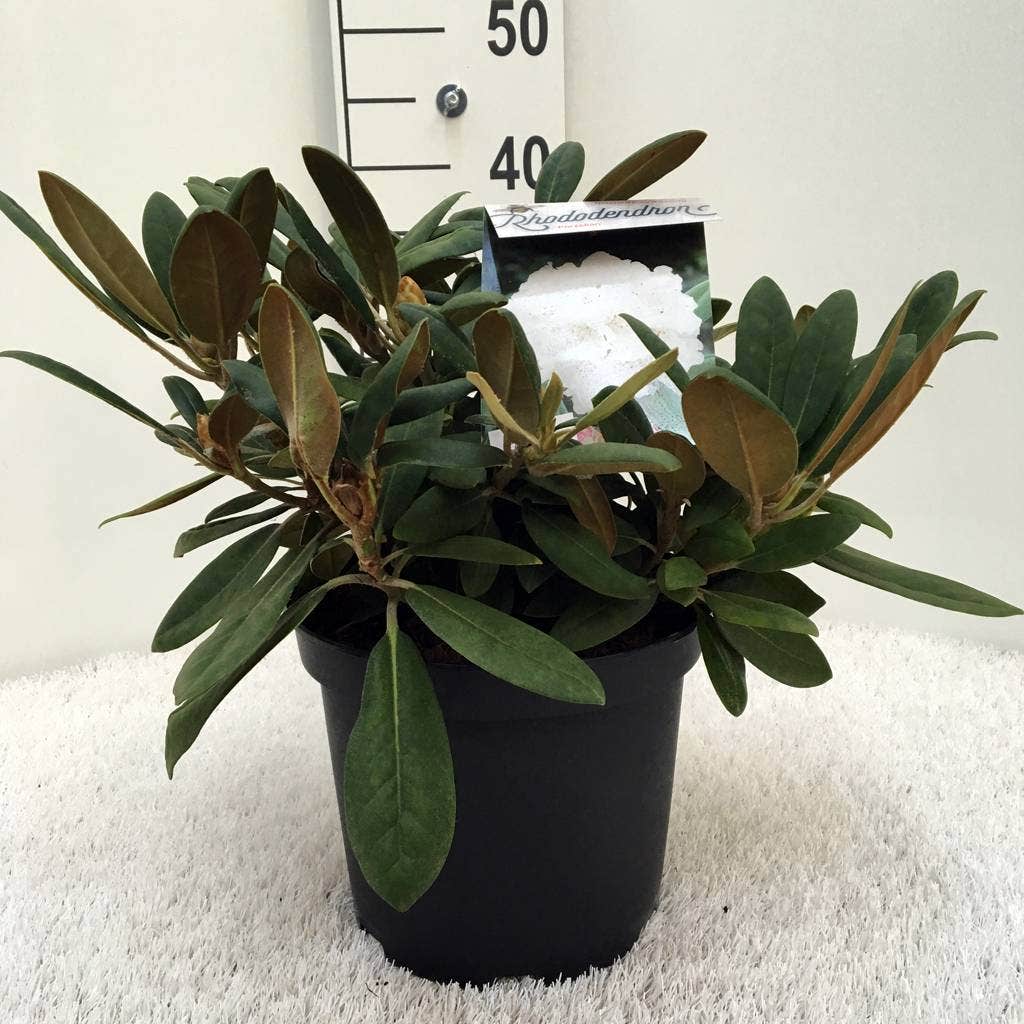  Dwergrhododendron (Rhododendron 'Porzellan')