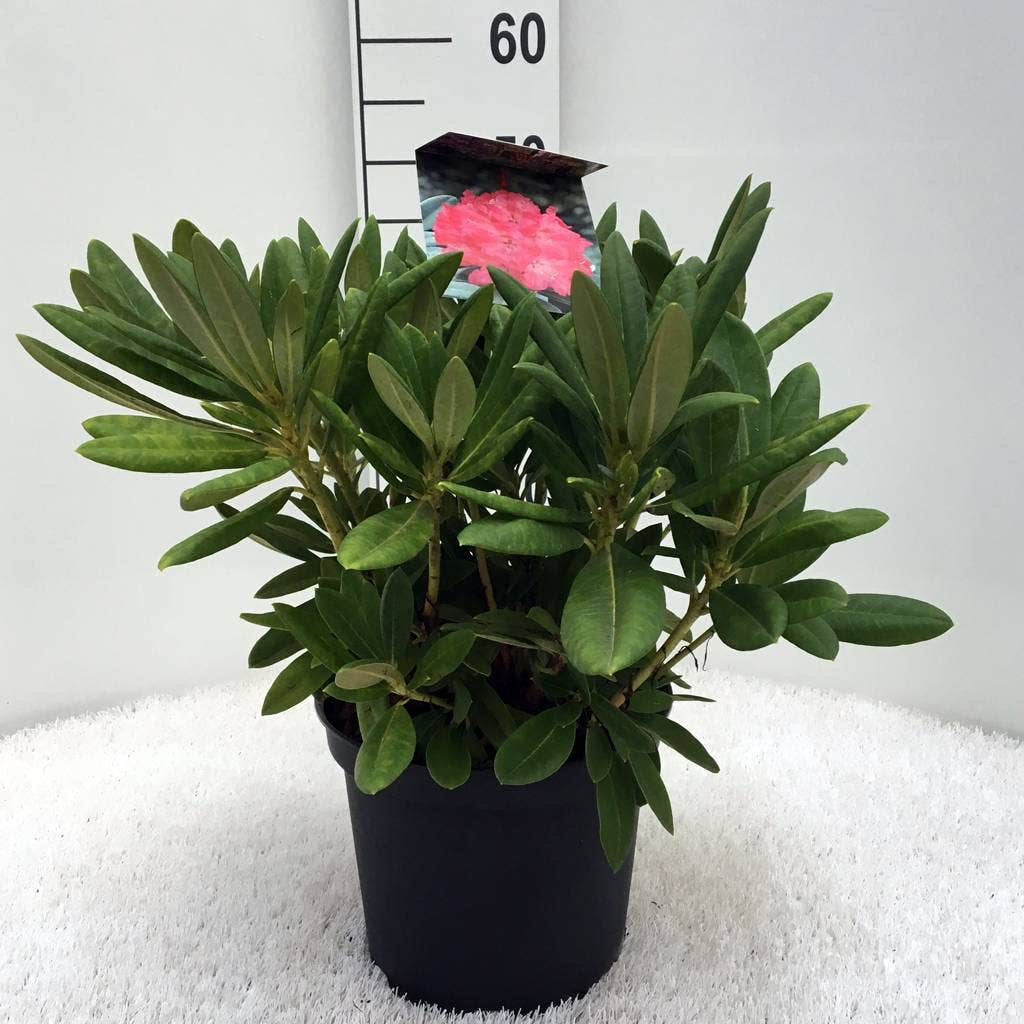  Dwergrhododendron (Rhododendron 'Sweet Sue')