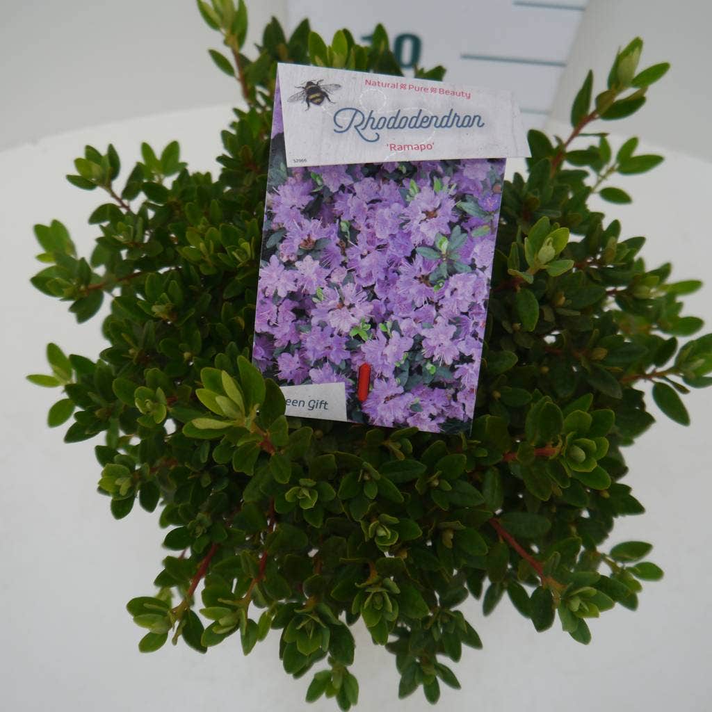  Dwergrhododendron (Rhododendron 'Ramapo')