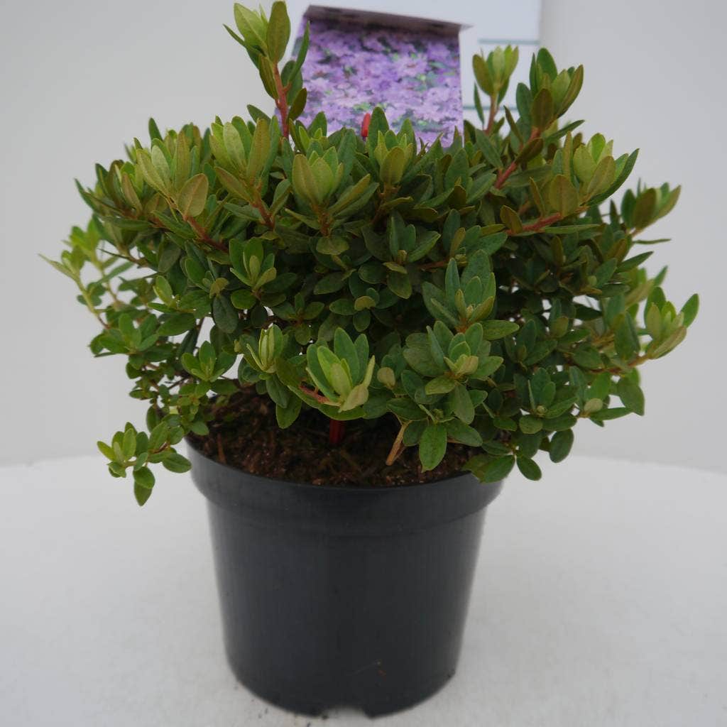  Dwergrhododendron (Rhododendron 'Ramapo')