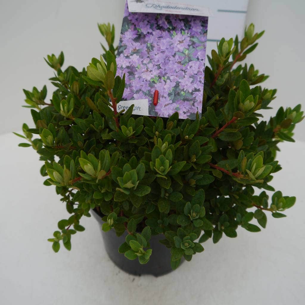  Dwergrhododendron (Rhododendron 'Ramapo')