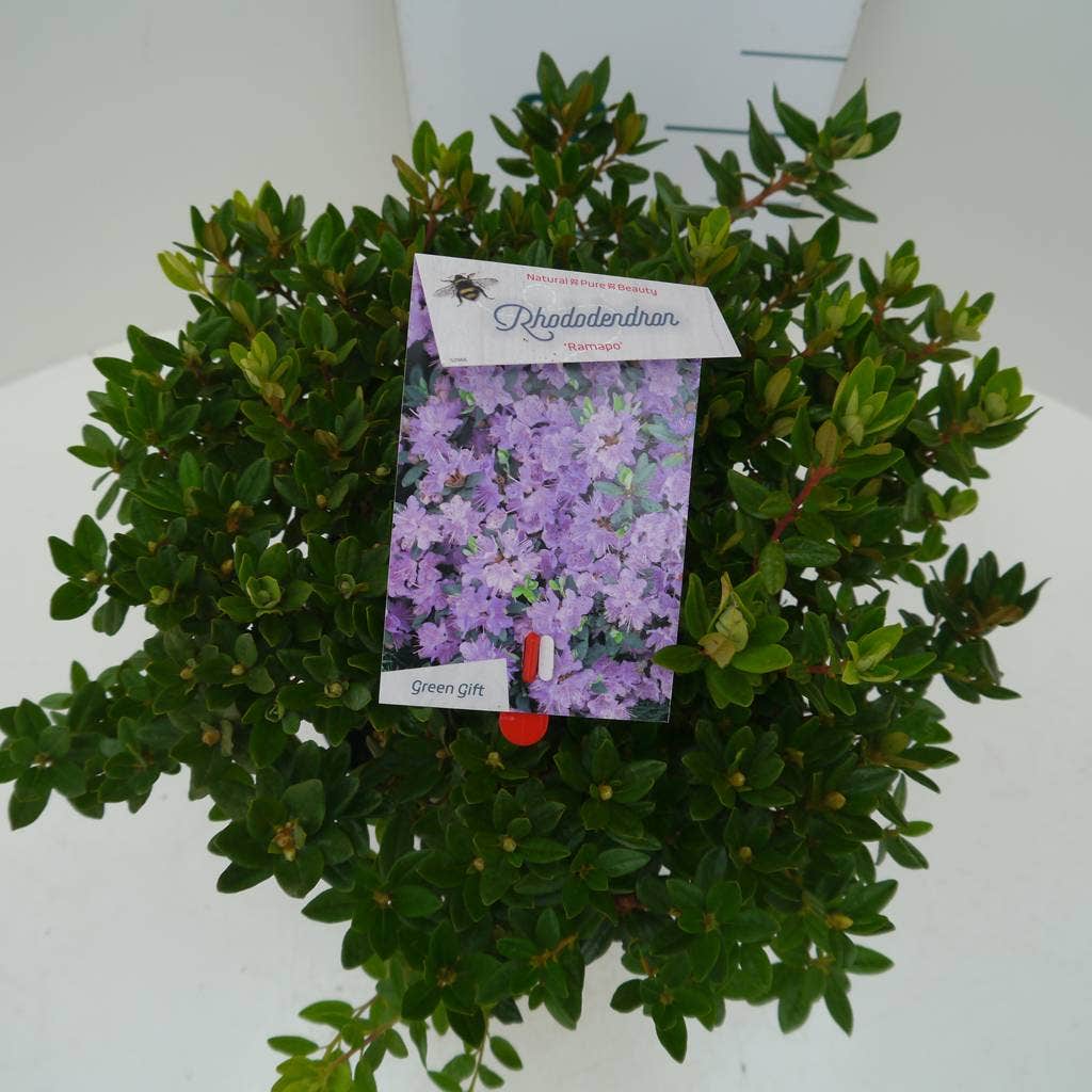  Dwergrhododendron (Rhododendron 'Ramapo')