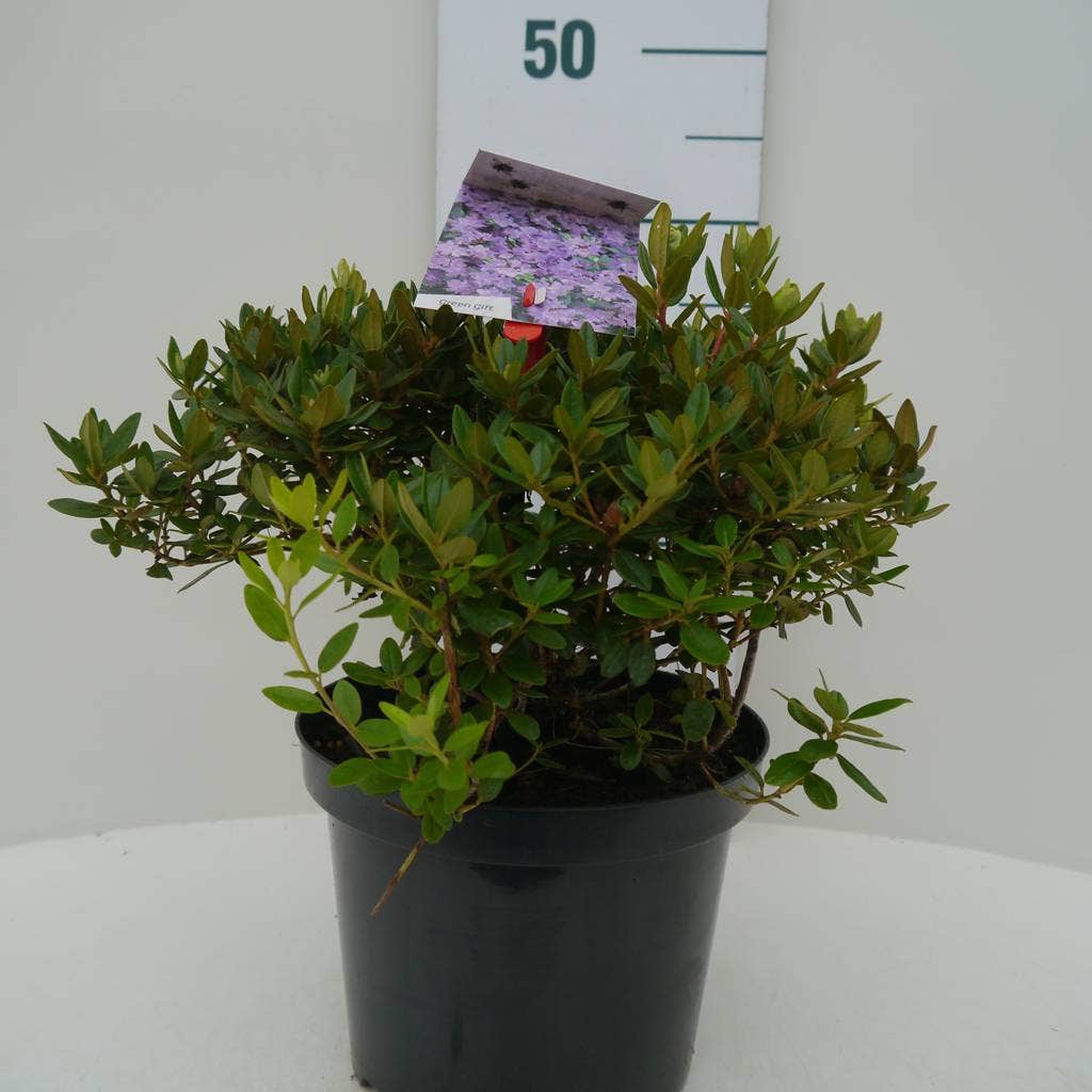  Dwergrhododendron (Rhododendron 'Ramapo')