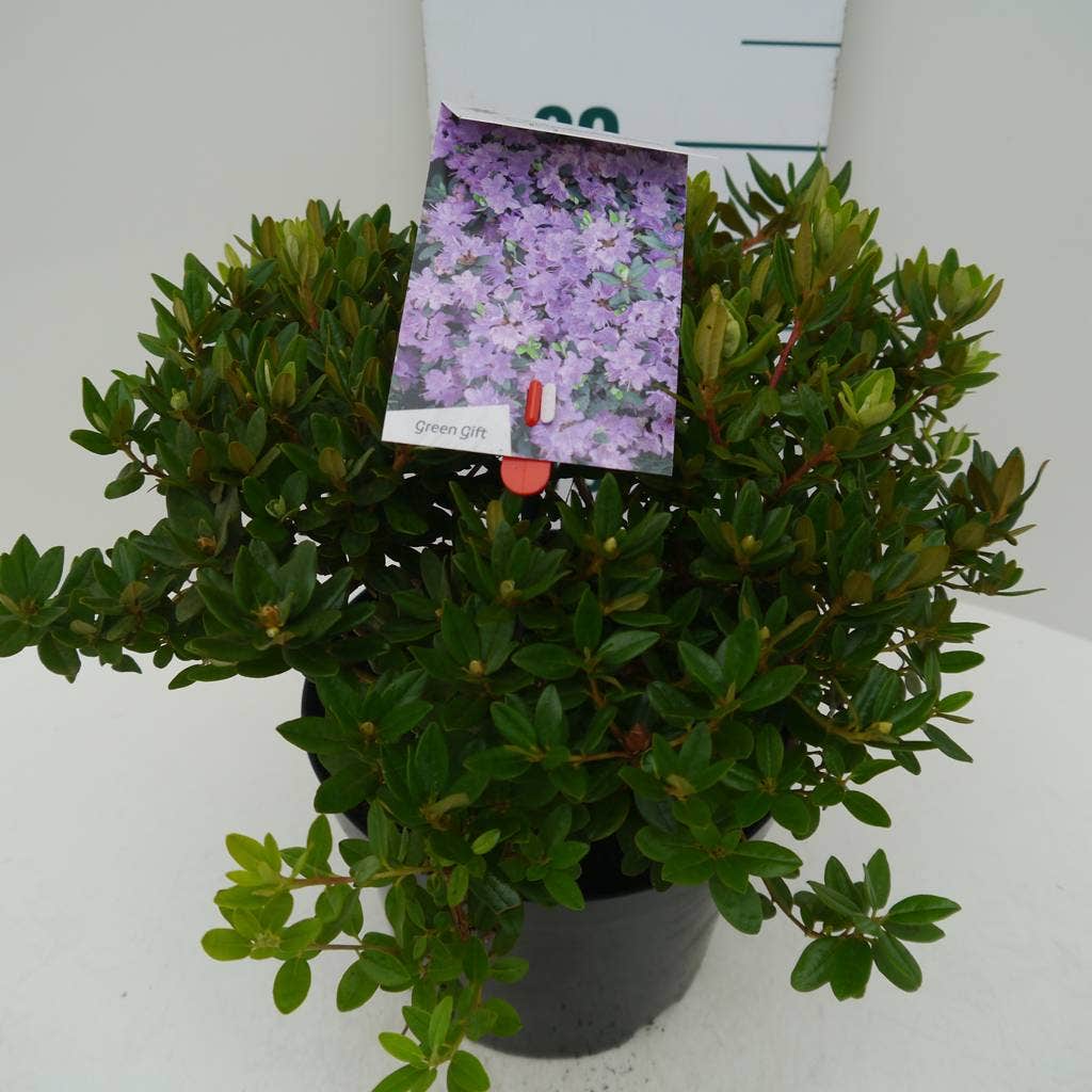  Dwergrhododendron (Rhododendron 'Ramapo')