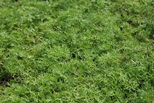 Waterranonkel (Ranunculus Aquatilis)