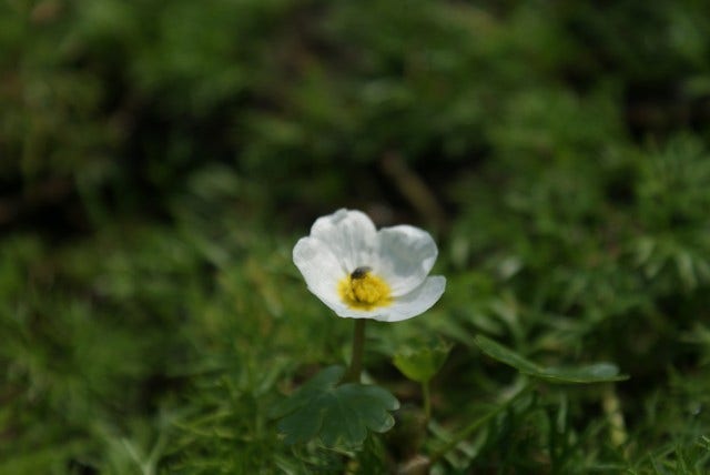  Waterranonkel (Ranunculus Aquatilis)