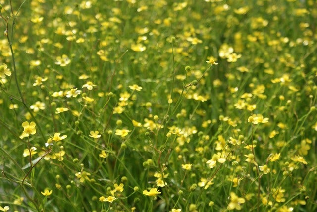  Egelboterbloem (Ranunculus Flammula)