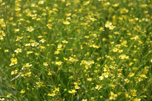  Egelboterbloem (Ranunculus Flammula)