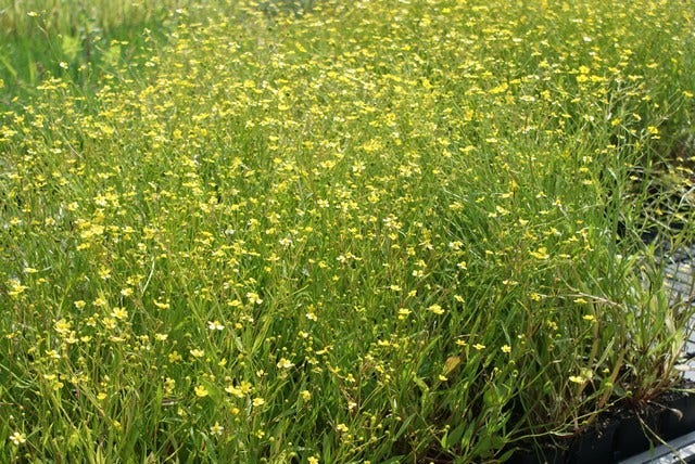  Egelboterbloem (Ranunculus Flammula)