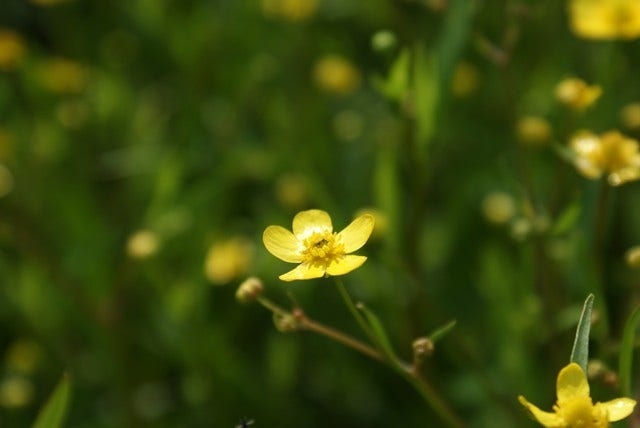  Egelboterbloem (Ranunculus Flammula)