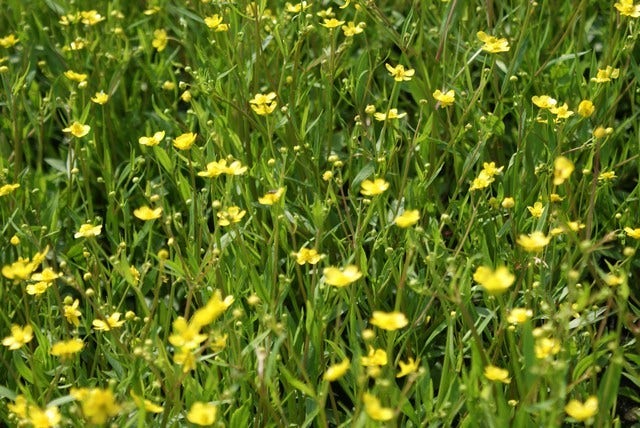  Egelboterbloem (Ranunculus Flammula)