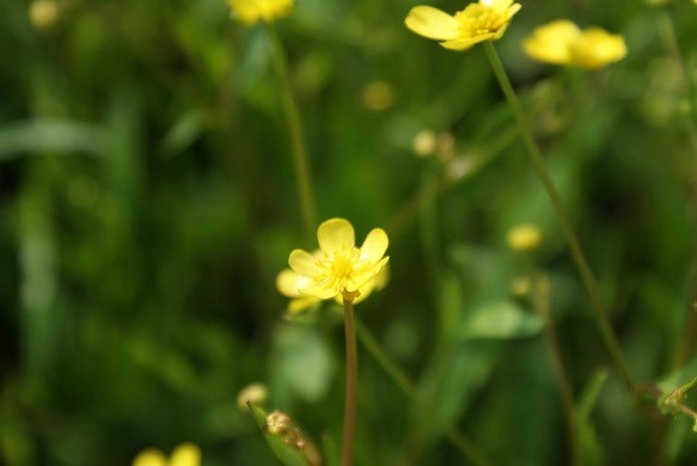  Egelboterbloem (Ranunculus Flammula)