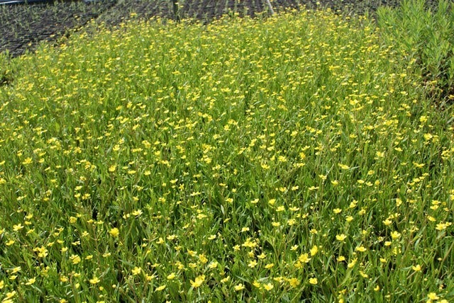  Egelboterbloem (Ranunculus Flammula)