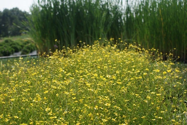  Egelboterbloem (Ranunculus Flammula)