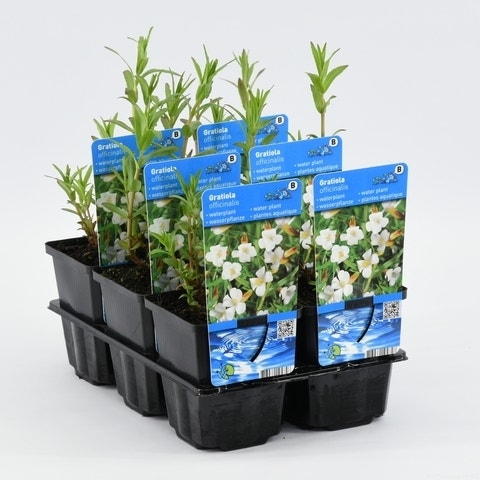  Genadekruid (Gratiola Officinalis)