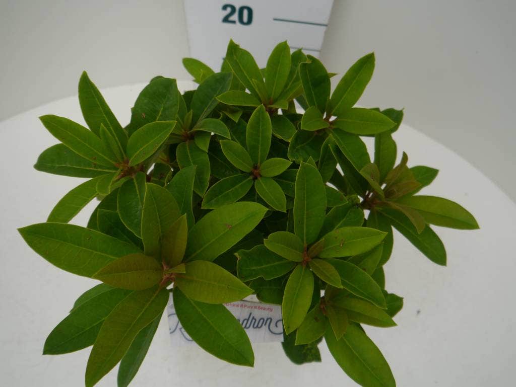  Rhododendron (Rhododendron 'Red Jack')