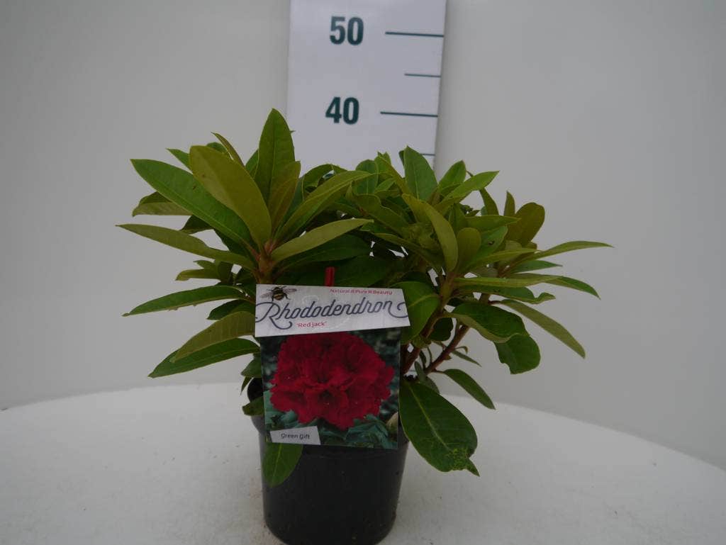 Rhododendron (Rhododendron 'Red Jack')