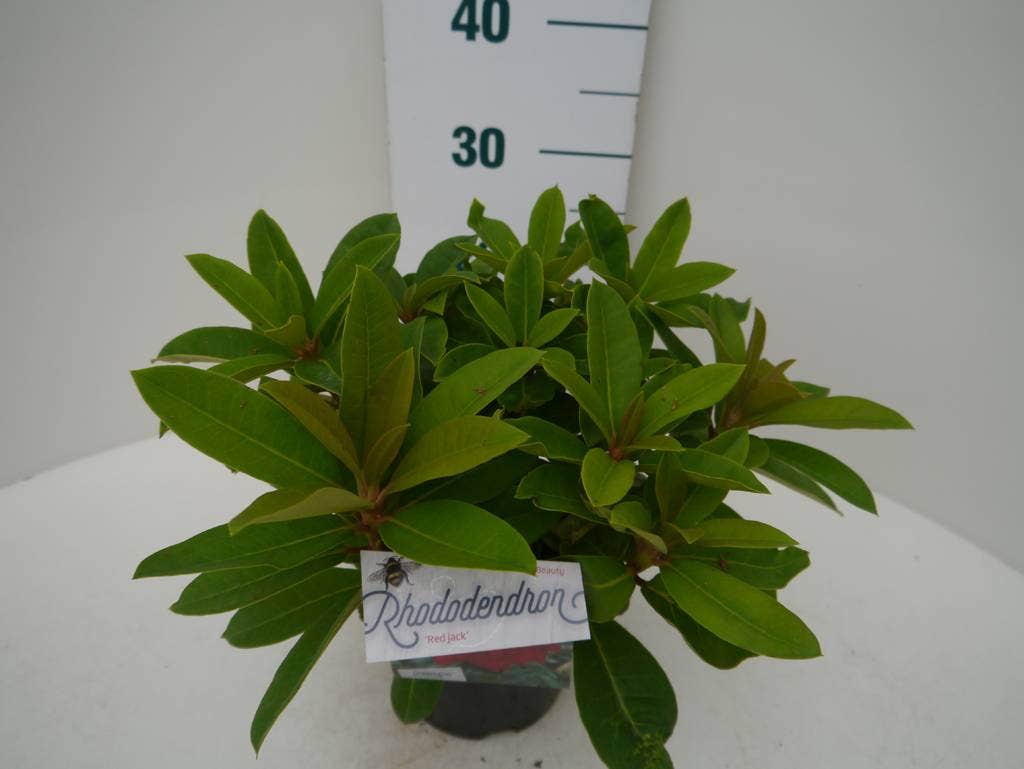  Rhododendron (Rhododendron 'Red Jack')