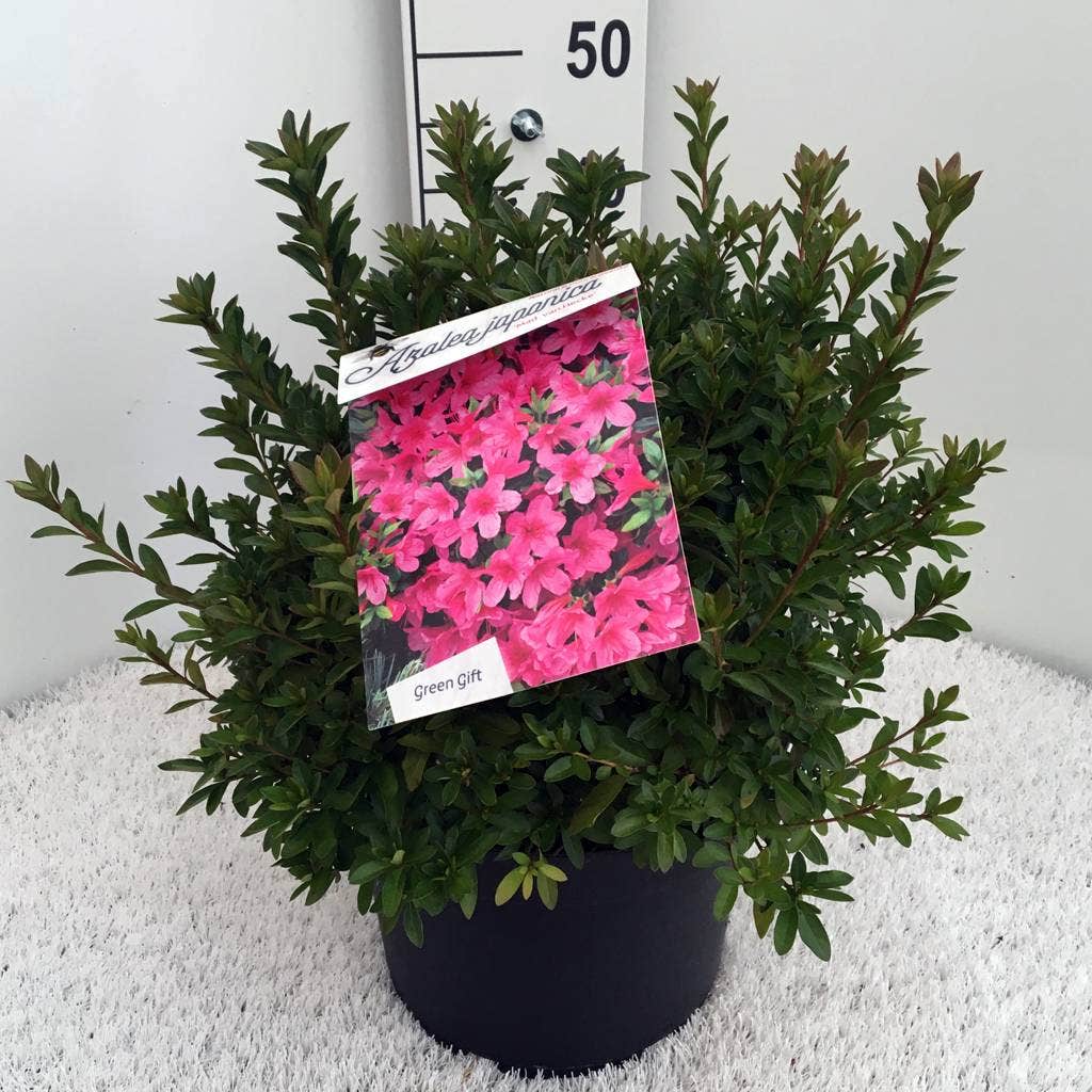  Japanse Azalea (Rhododendron 'Madame Van Hecke')
