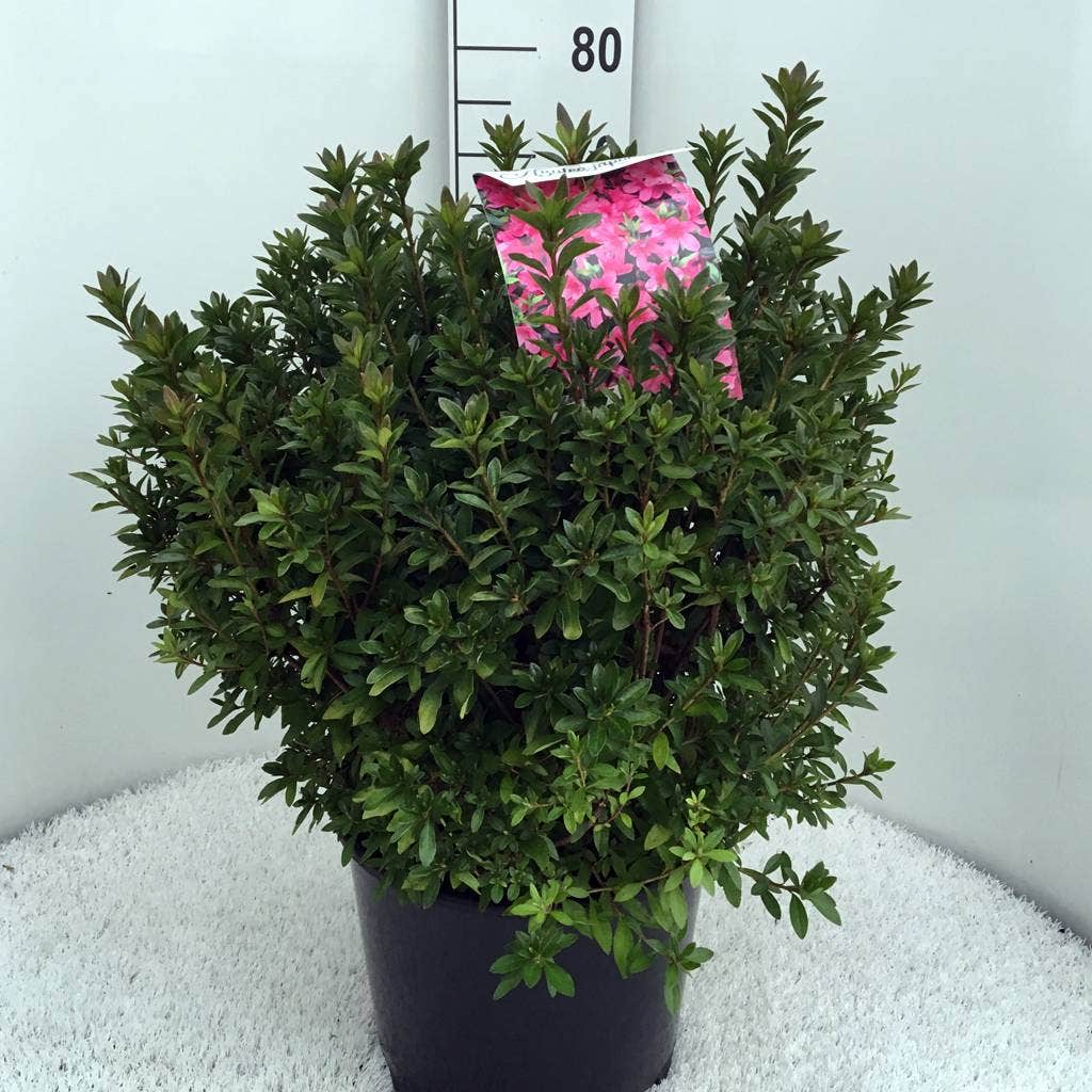  Japanse Azalea (Rhododendron 'Madame Van Hecke')