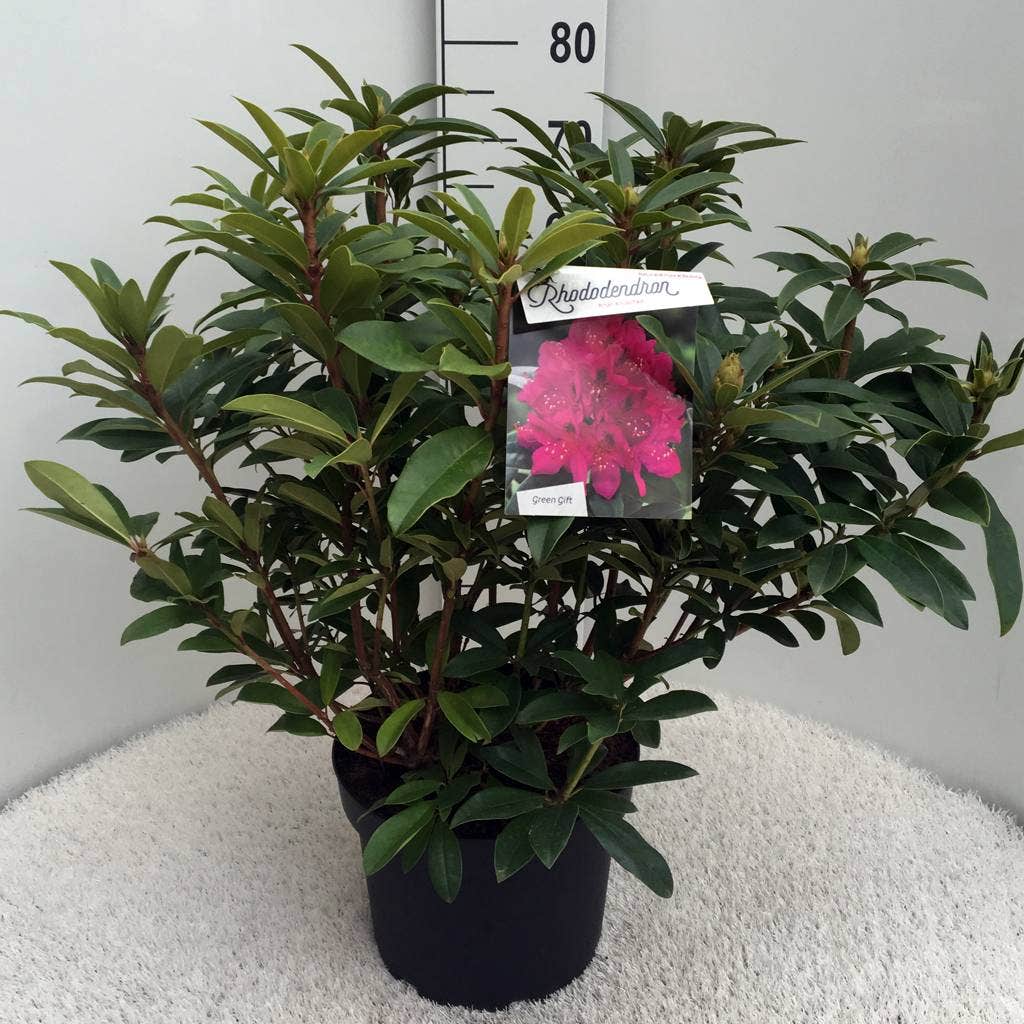  Rhododendron (Rhododendron 'Anah Kruschke')