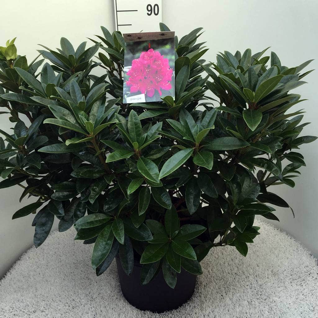  Rhododendron (Rhododendron 'Anah Kruschke')