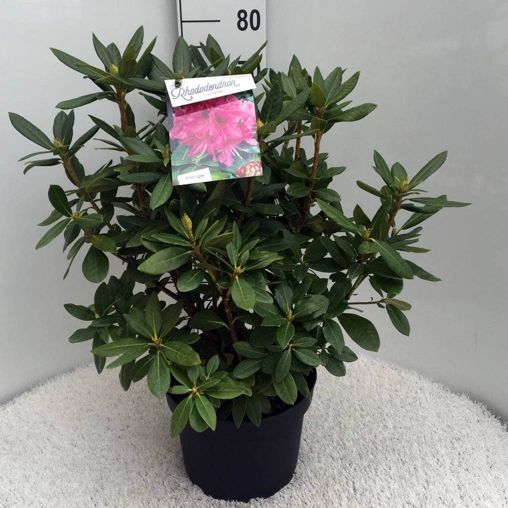  Rhododendron (Rhododendron 'Cosmopolitan')