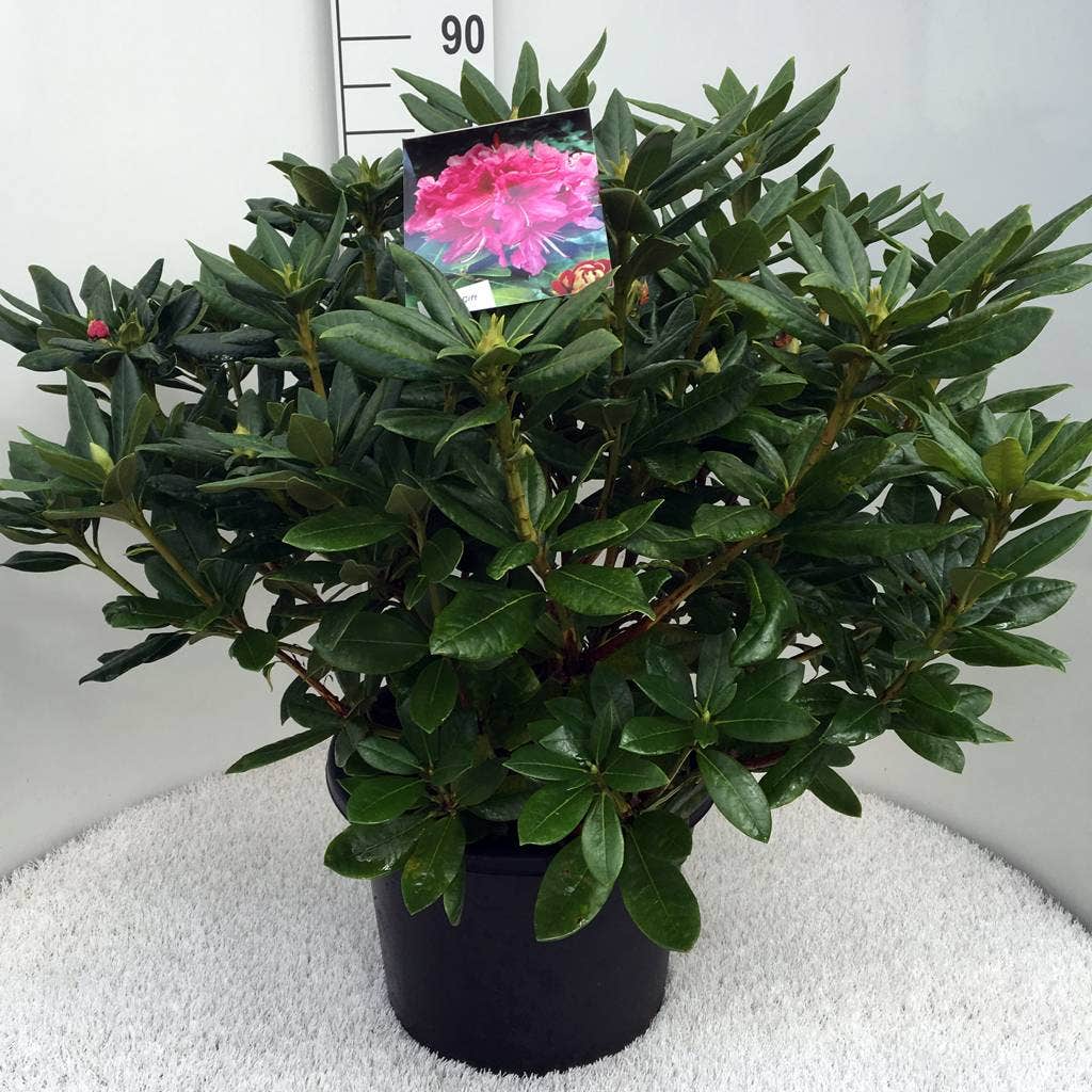  Rhododendron (Rhododendron 'Cosmopolitan')
