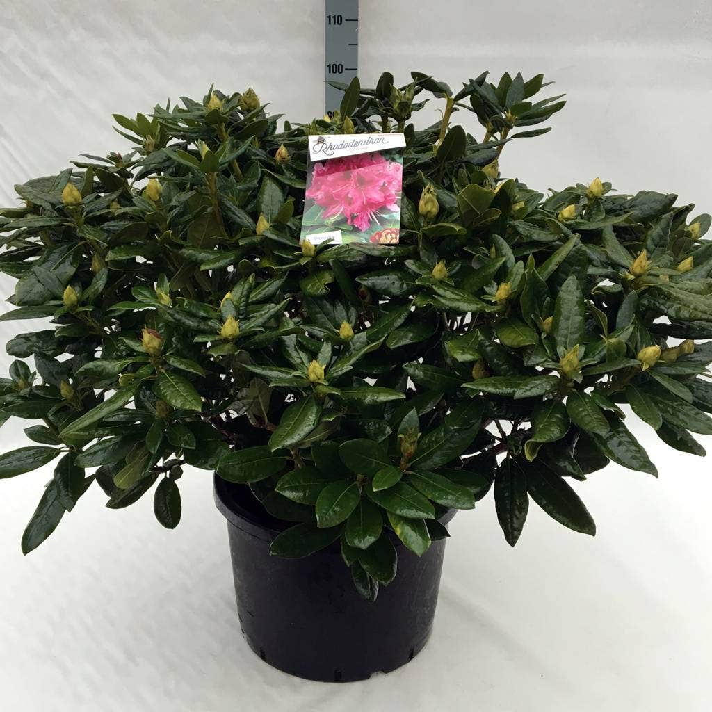  Rhododendron (Rhododendron 'Cosmopolitan')