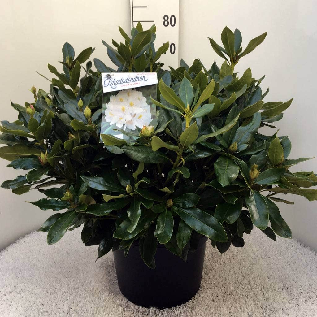  Rhododendron (Rhododendron 'Cunningham White')