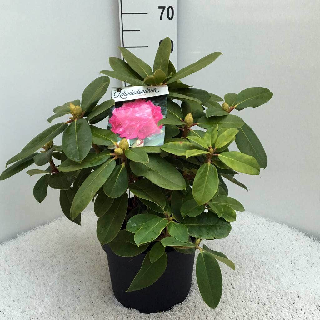 Rhododendron (Rhododendron 'Germania')