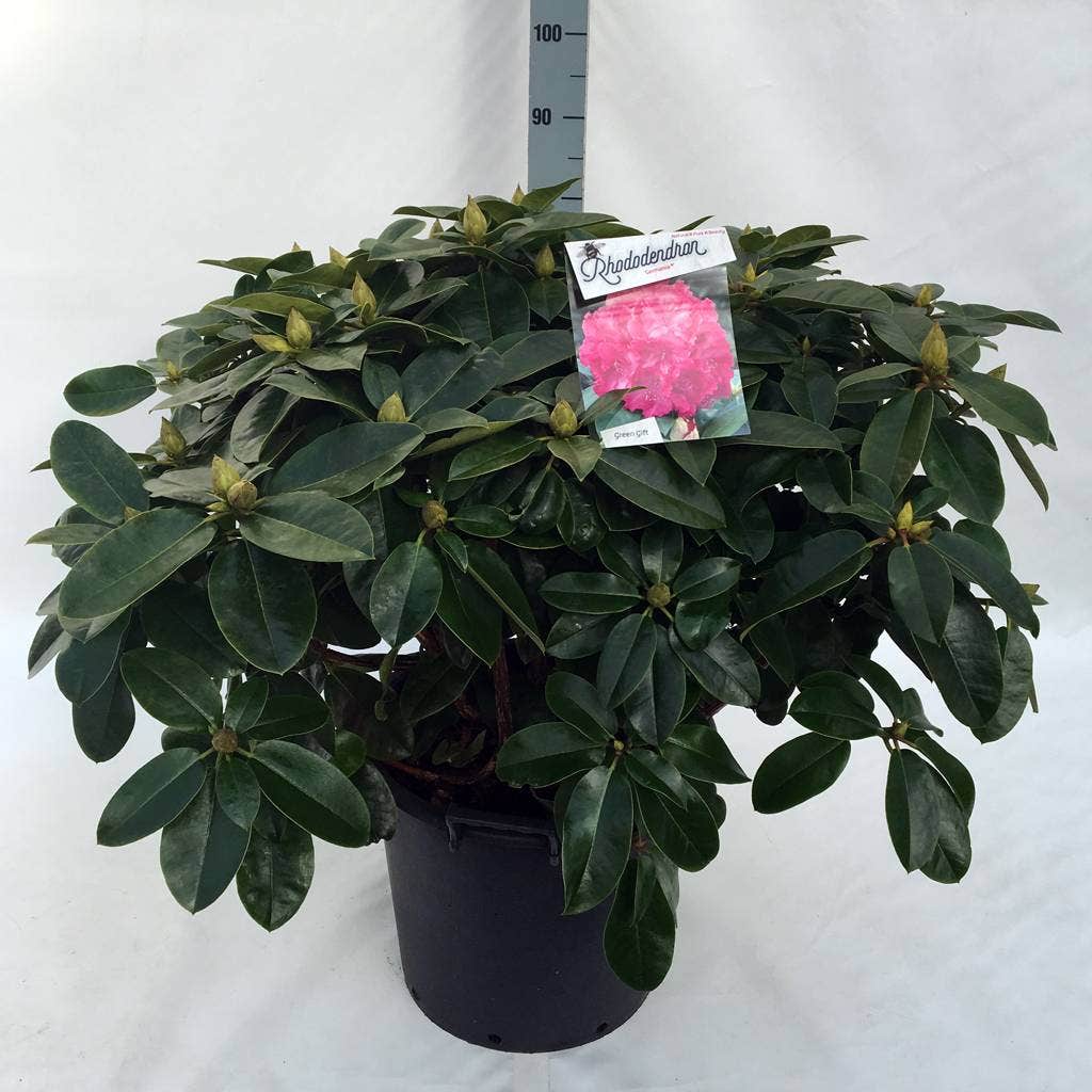  Rhododendron (Rhododendron 'Germania')