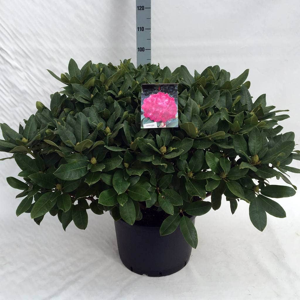  Rhododendron (Rhododendron 'Germania')