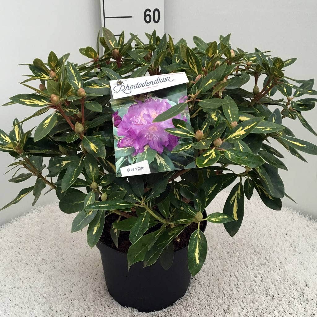  Rhododendron (Rhododendron 'Goldflimmer')