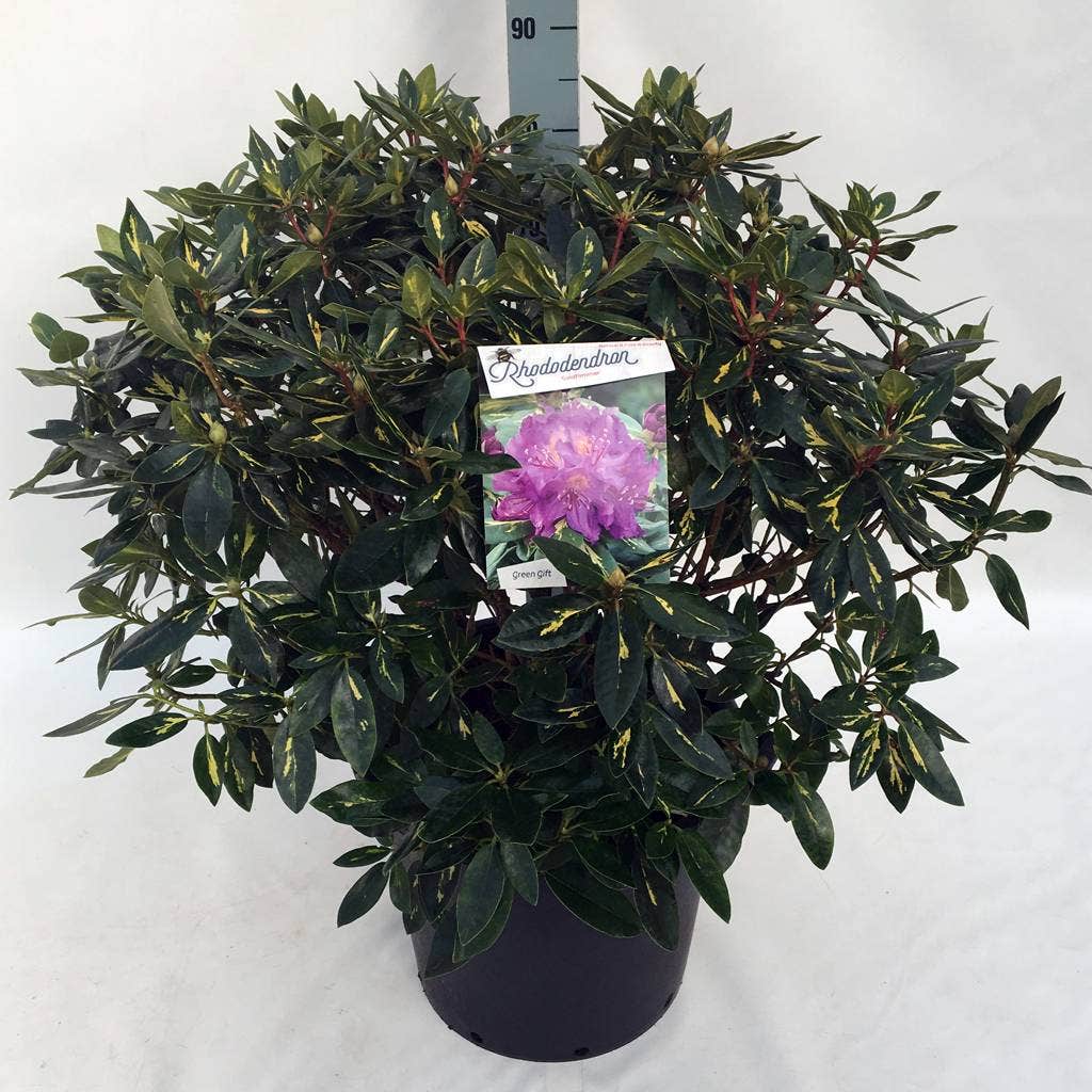 Rhododendron (Rhododendron 'Goldflimmer')