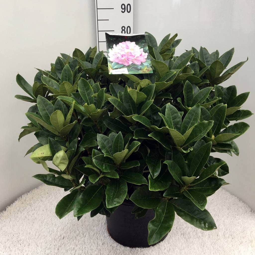  Rhododendron (Rhododendron 'Gomer Waterer')