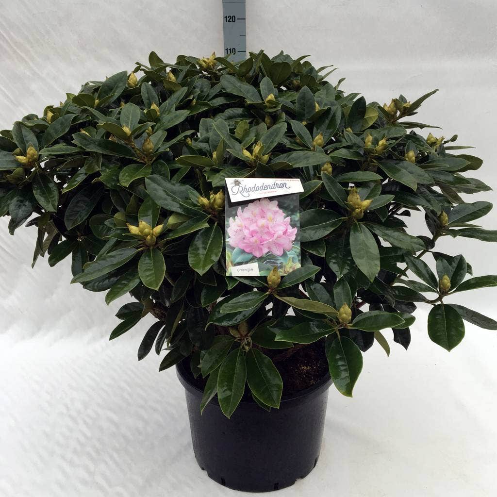 Rhododendron (Rhododendron 'Gomer Waterer')