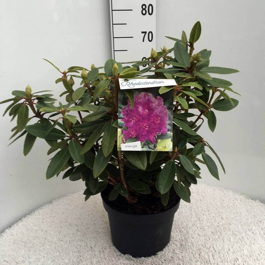  Rhododendron (Rhododendron 'Kokardia')