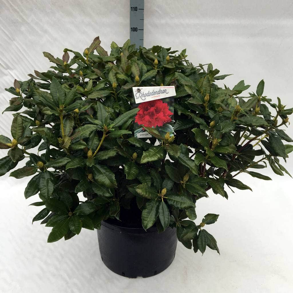  Rhododendron (Rhododendron 'Lord Roberts')