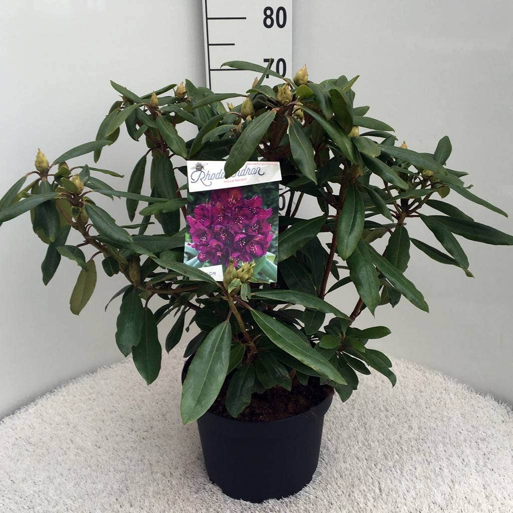  Rhododendron (Rhododendron 'Marcel Menard')