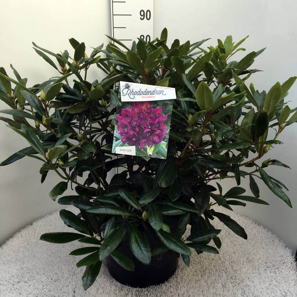  Rhododendron (Rhododendron 'Marcel Menard')