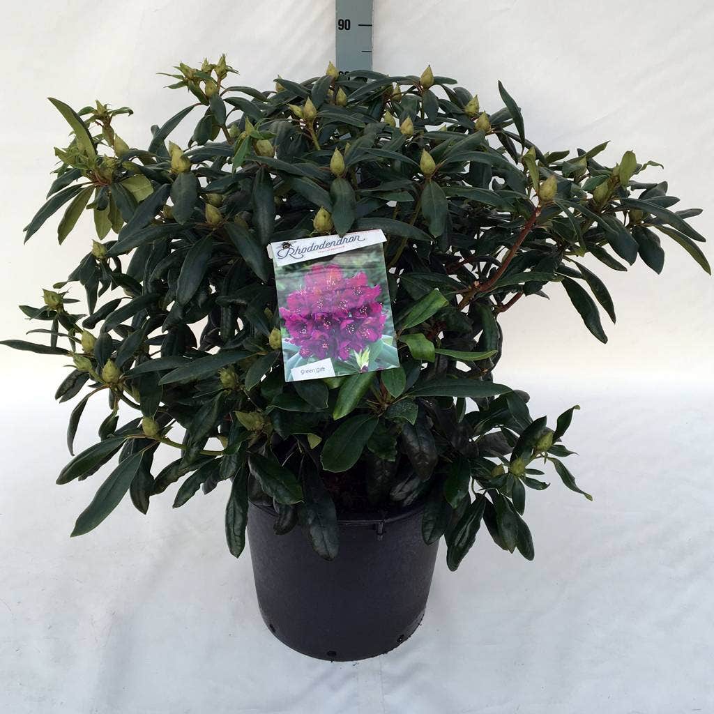  Rhododendron (Rhododendron 'Marcel Menard')