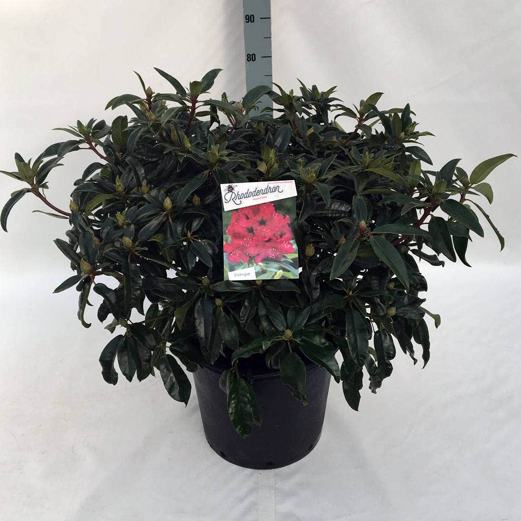  Rhododendron (Rhododendron 'Marie Forte')